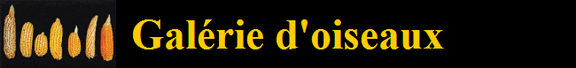 Galrie d'oiseaux